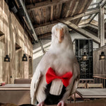 Magnoloran black tuxedo pet bird diaper suit on white background