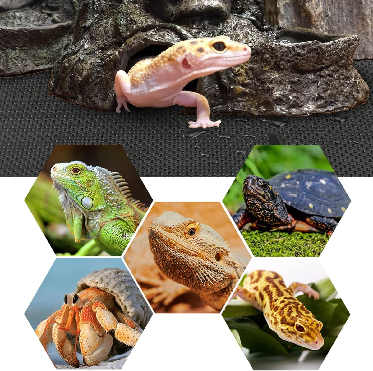 Non adhesive reptile bedding roll for bearded dragon tank layout.
