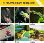 Authentic USA imported reptile tank background setup inside a glass terrarium