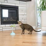Catstages cat toy demonstrating claw safety clear spring cover