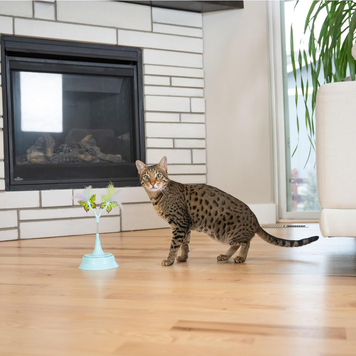 Catstages cat toy demonstrating claw safety clear spring cover