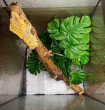Flexible iron wire stems of Woyrise terrarium hanging plants