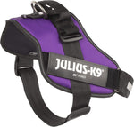 Top view of large dog wearing purple Julius-K9 harness