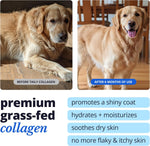 Taily premium grass-fed collagen skin and coat supplement container