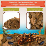 Premium catappa leaves for isopod vivarium moisture regulation and nutrition