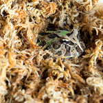 Close up texture of golden sphagnum moss for amphibians