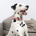 Unique Style Paws watermelon print pet collar heavy duty welded D ring detail