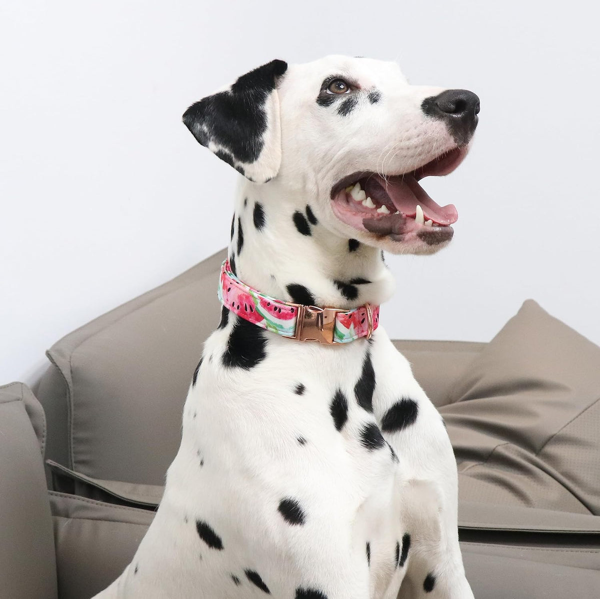 Unique Style Paws watermelon print pet collar heavy duty welded D ring detail