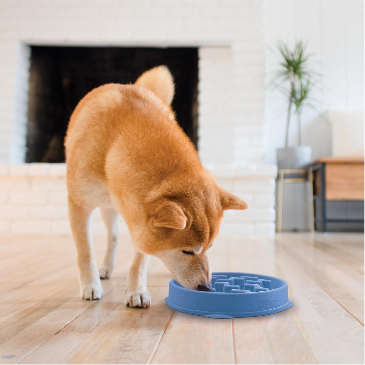Outward Hound interactive bowl demonstrating portion control for dogs.