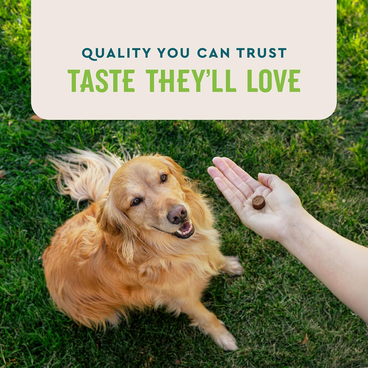VetIQ canine probiotic chews for loose stool relief presentation