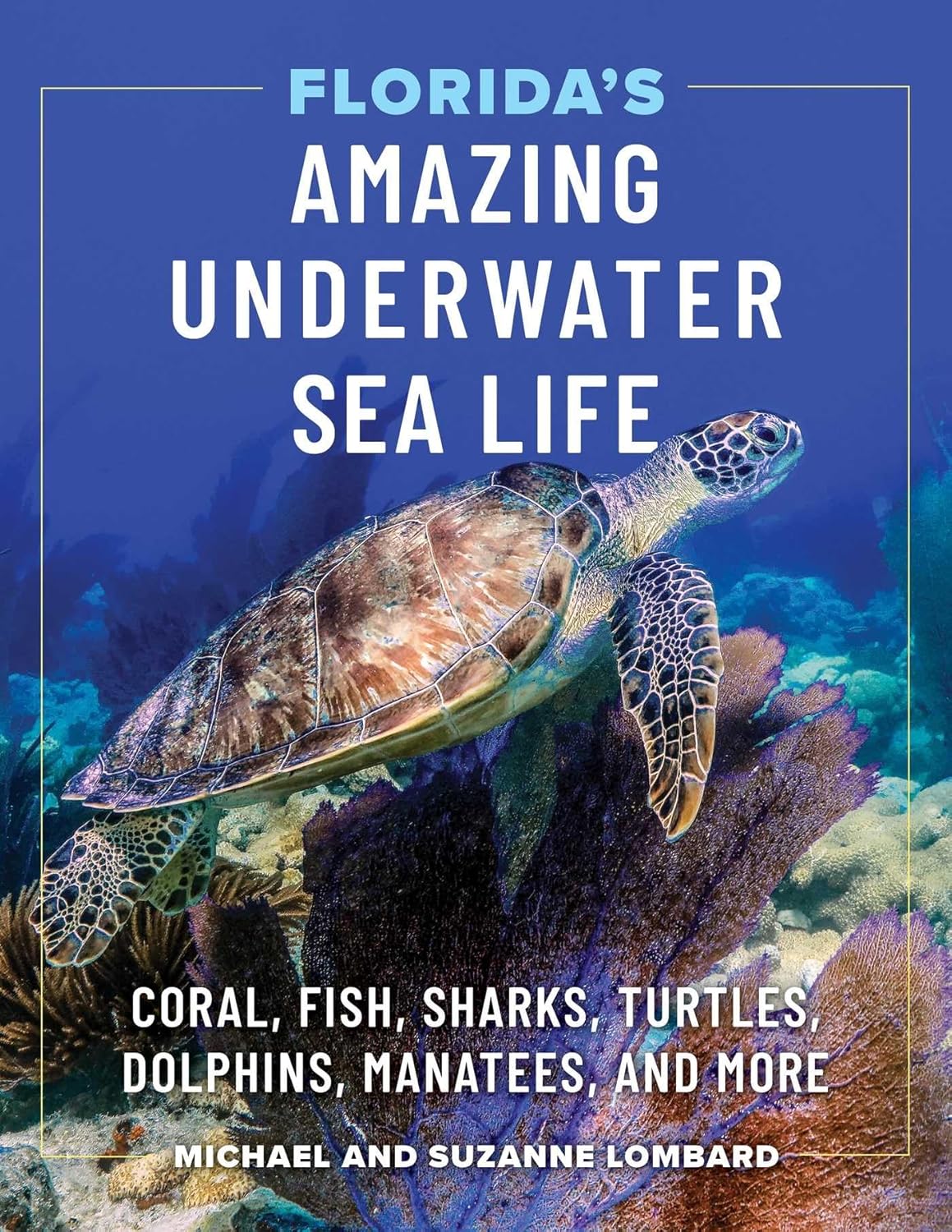 Florida's Amazing Underwater Sea Life: Coral, Fish, Sharks, Turtles, Dolphins, Manatees, and More - Image 1