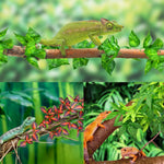 Katumo amphibian hanging plants for gecko tank