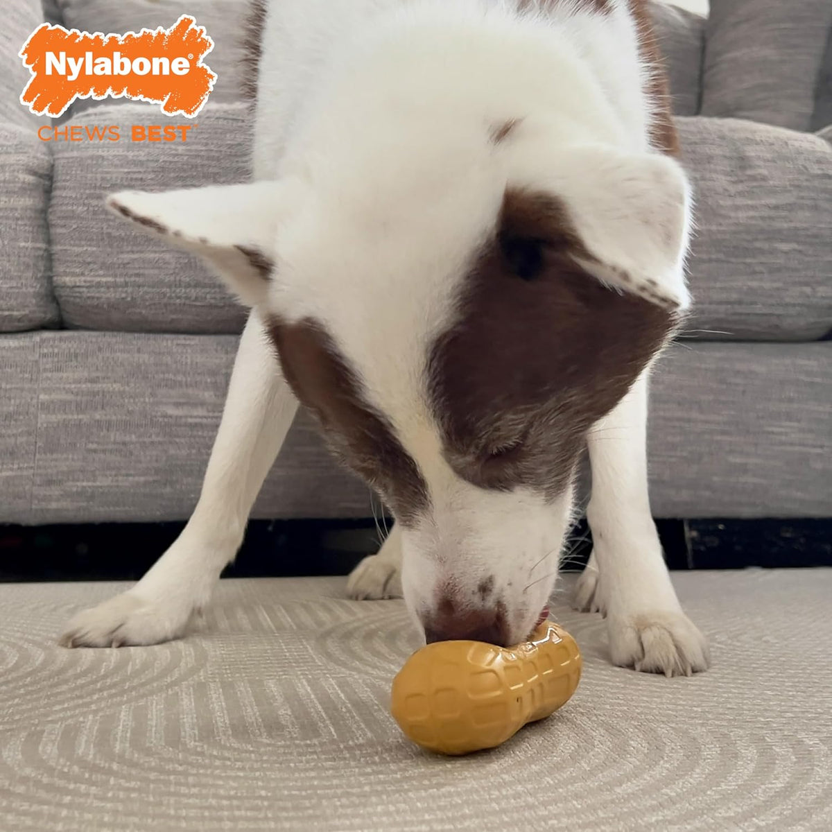 Nylabone durable rubber chew toy for medium dogs