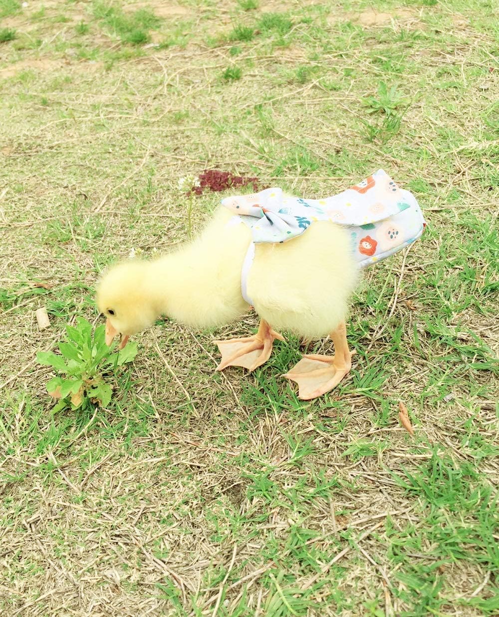HEZHUO medium poultry supplies diaper showing lightweight breathable fabric texture