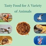 Premium quality dried mealworms texture and size