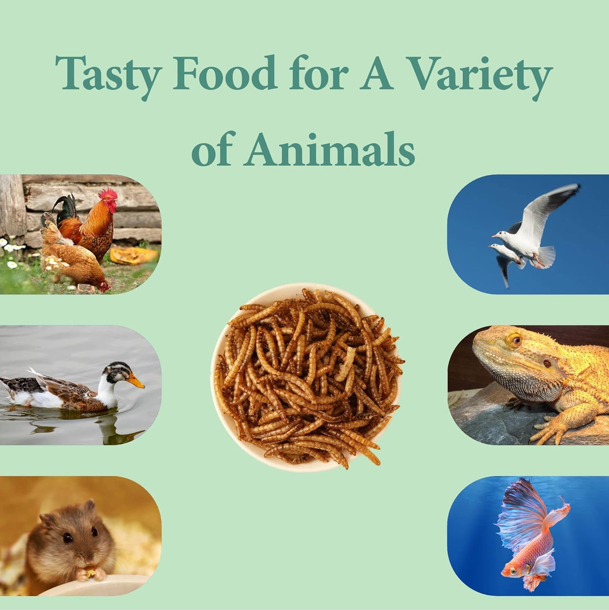 Premium quality dried mealworms texture and size