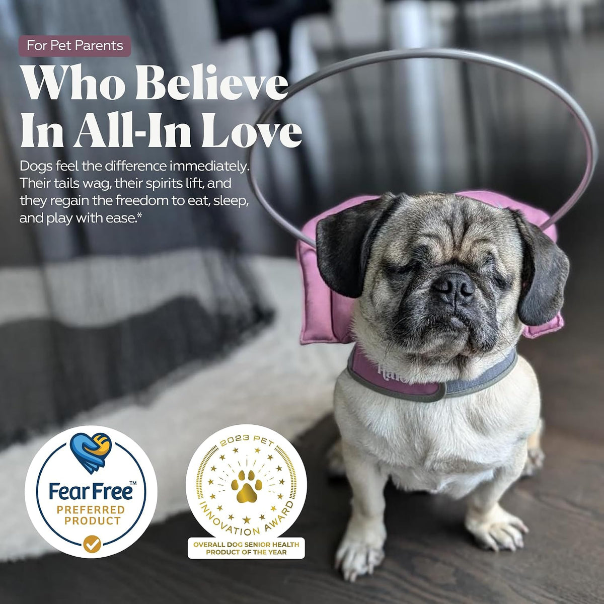 Visually impaired dog wearing imported Muffin's Halo safely navigating past a wall