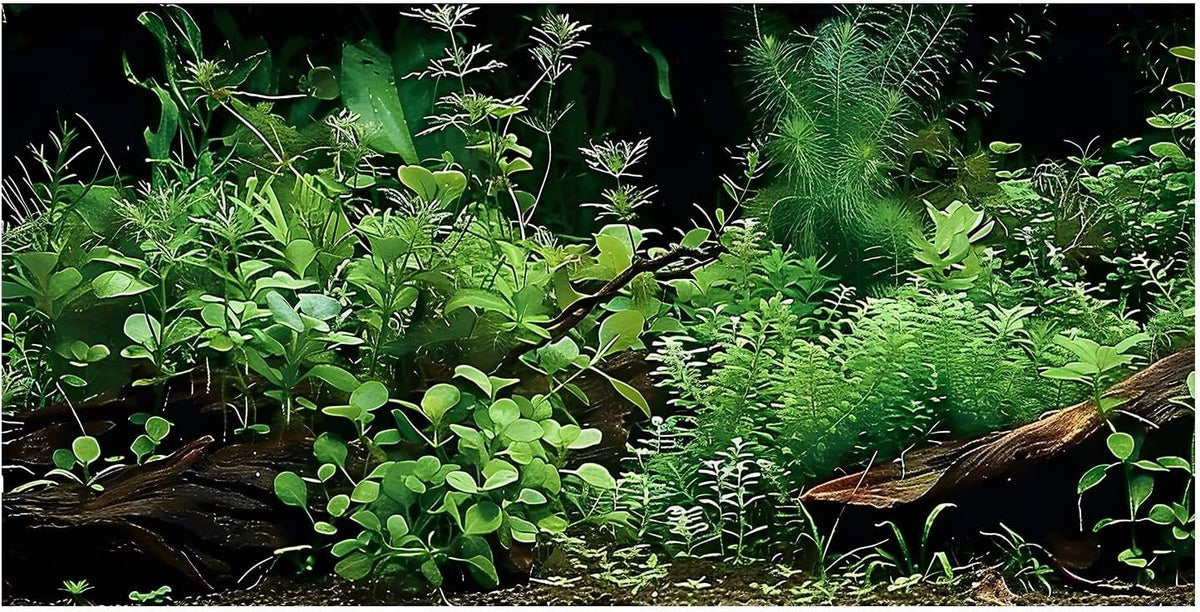 Anti glare reusable reptile terrarium background foliage pattern