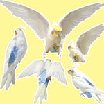 A cockatiel wearing the VANFAVORI blue denim flight suit harness comfortably to demonstrate proper fitting and natural wing clearance.