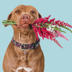 Faygarsle designer dog collar fabric texture angle