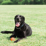 Chuckit small dog tennis ball dual pack orange and blue