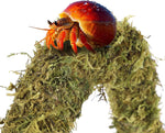 Hercocci natural coconut shell hut for hermit crabs