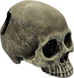 Multipet Komodo human skull half front view terrarium decoration