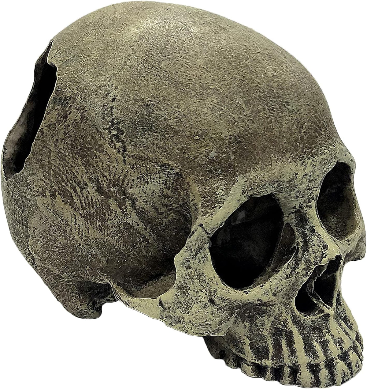 Multipet Komodo human skull half front view terrarium decoration