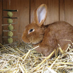 Chinchilla and hamster cage enrichment toys designed for natural teeth wearing.