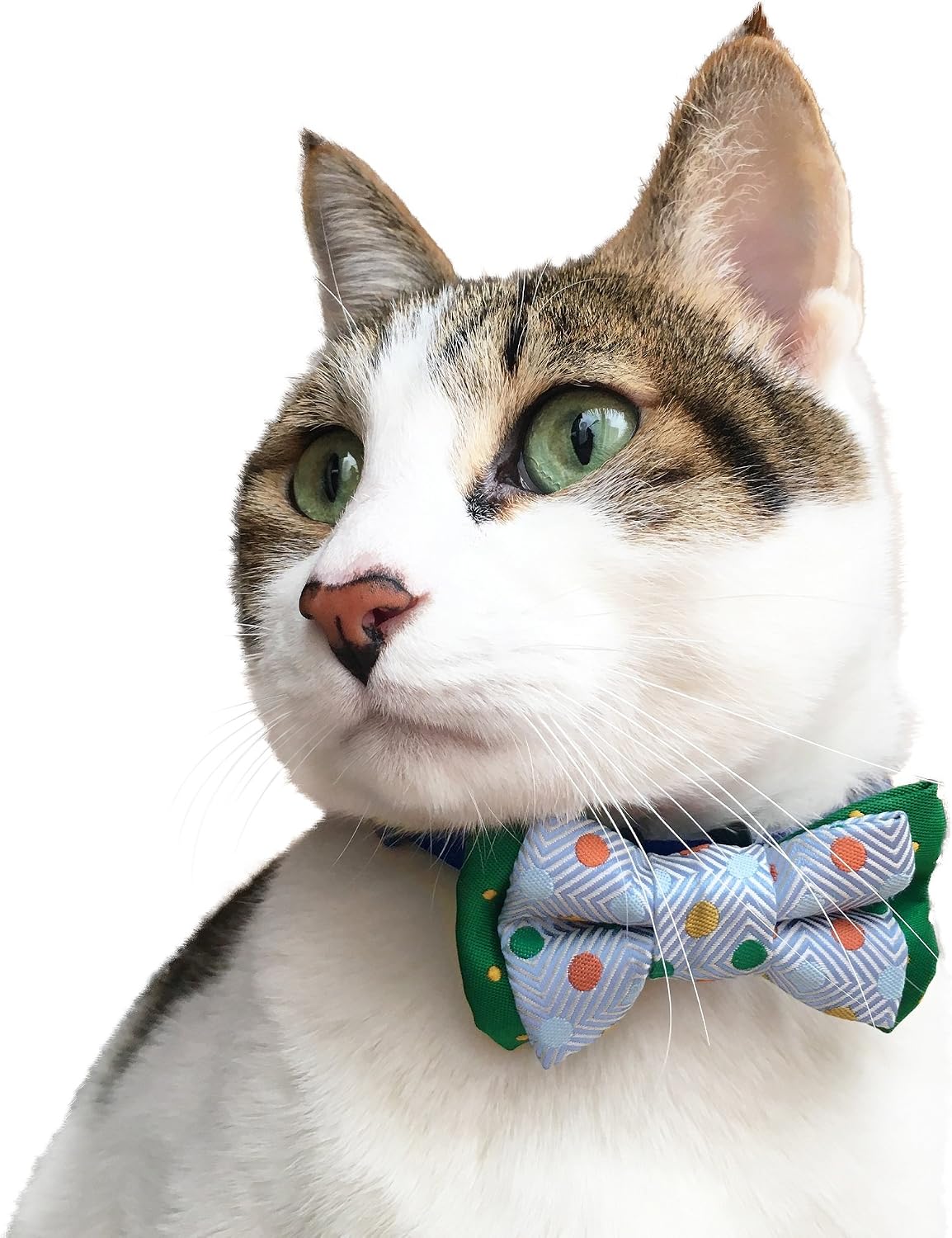 Blueberry Pet 4 inches by 2.5 inches designer bowtie for small and medium dogs