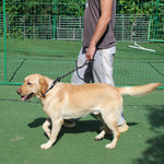 Hiado 4 foot dog leash ready for walking