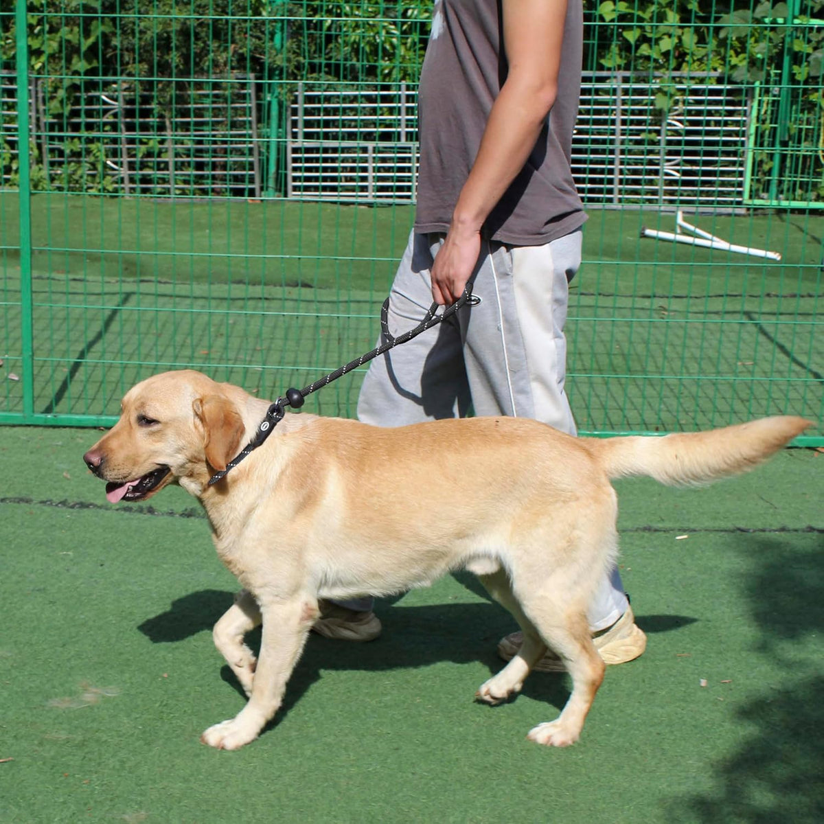 Hiado 4 foot dog leash ready for walking