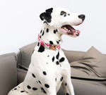 Unique Style Paws adjustable summer dog collar hardware closeup