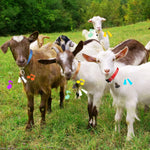 Complete packaging view of the twelve sets of Jexine multi colored livestock collars.