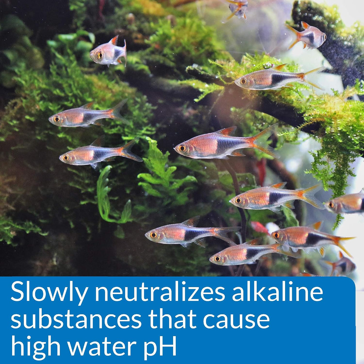 API freshwater aquarium pH lowering solution cap and neck detail