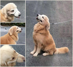 Side view of professional dog training head collar