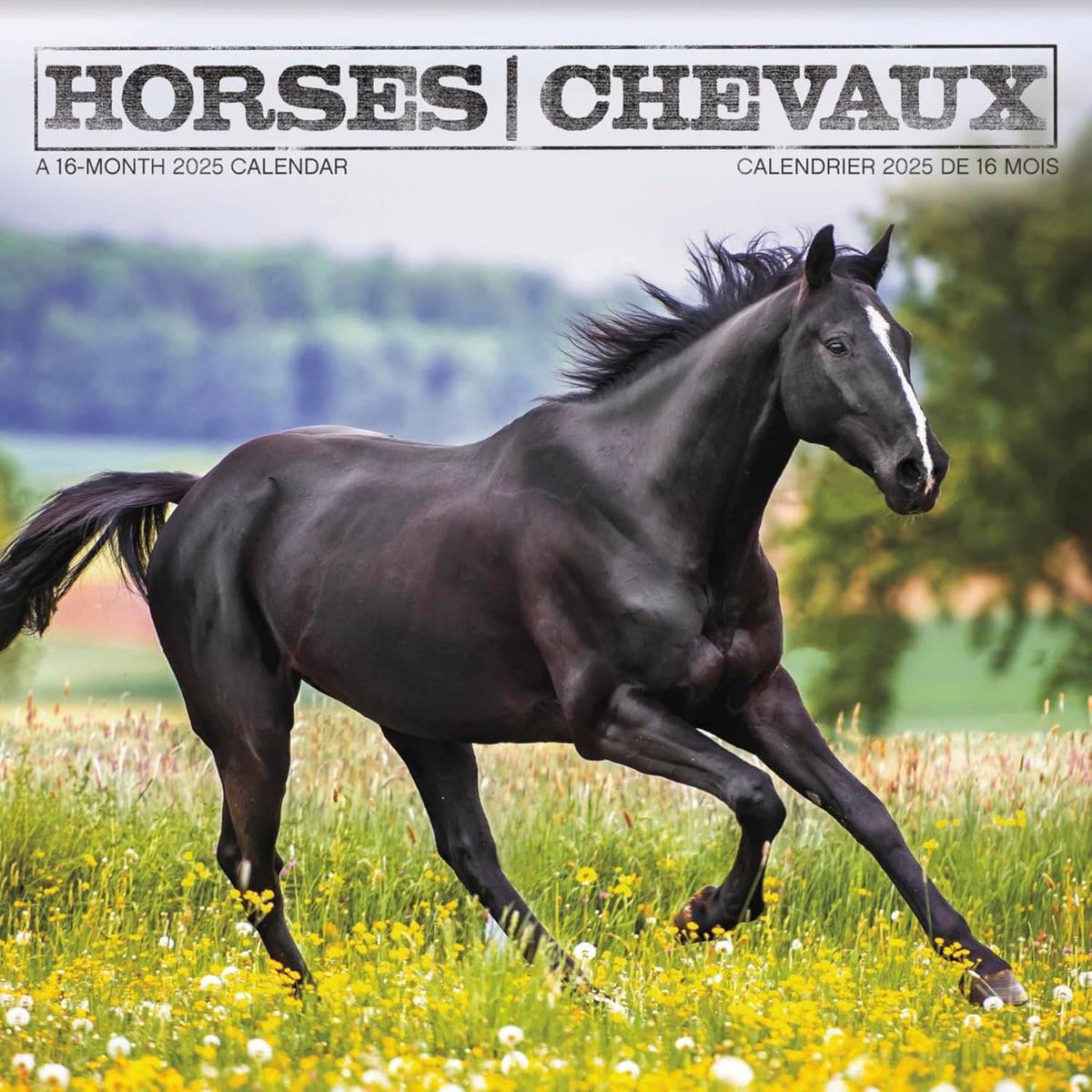 2025 Horses Wall Calendar (Bilingual French) - Image 1