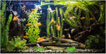 Premium imported fish tank background thirty six by eighteen inches