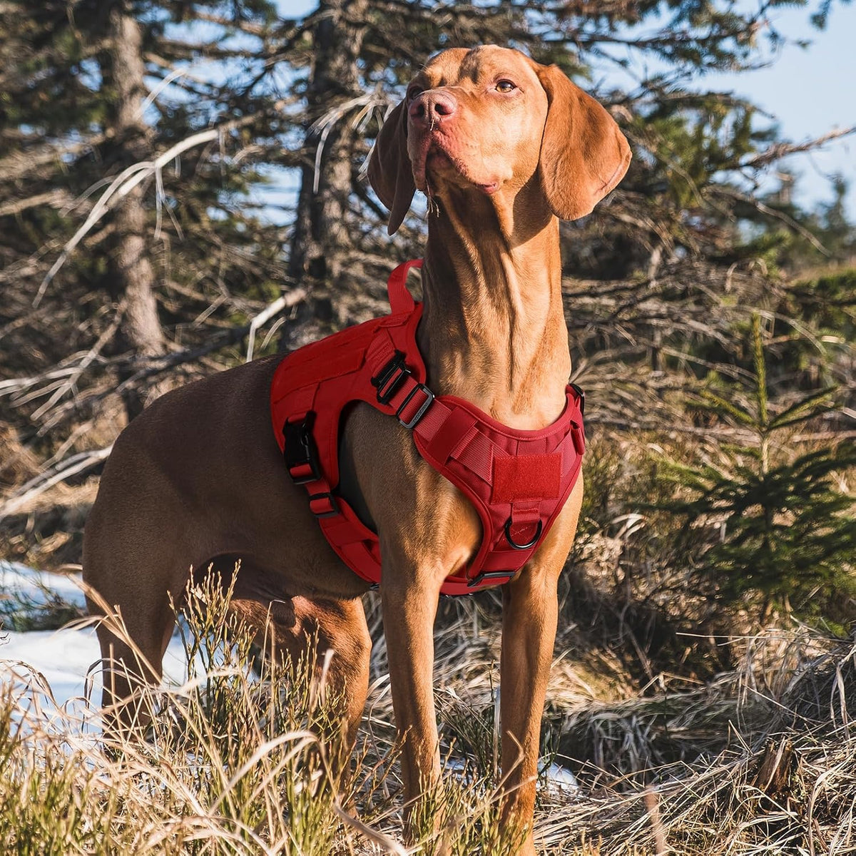 Large breed dog wearing the red military tactical vest outdoors.