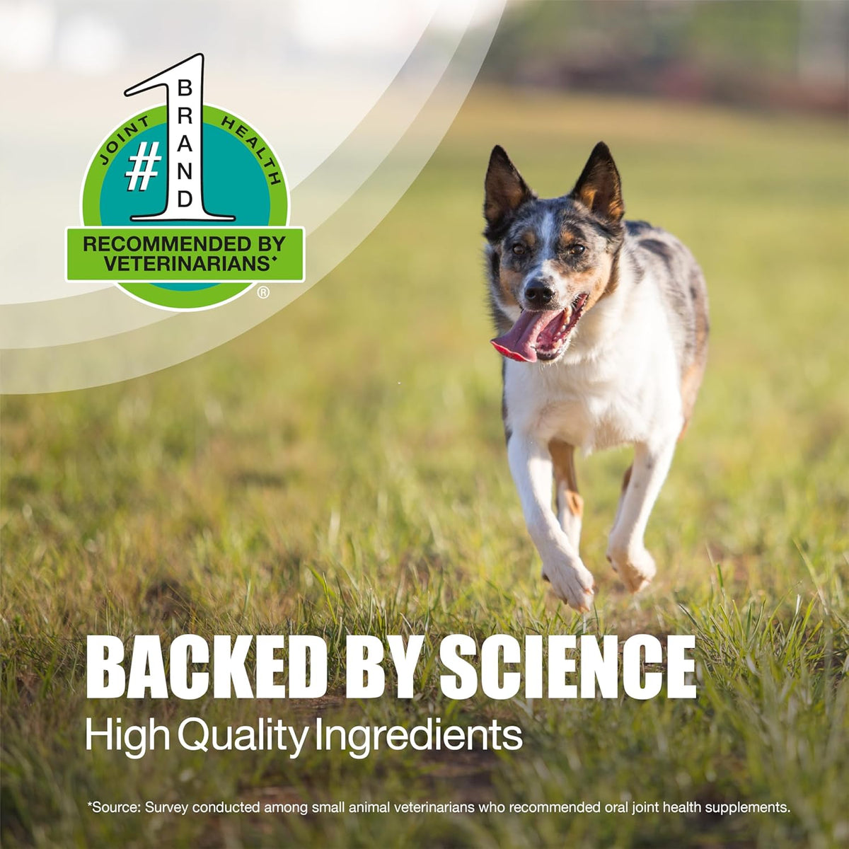 Nutramax Dasuquin with MSM formula for small and medium dogs under sixty pounds