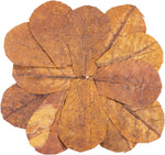 Amphibian habitat decor using natural Indian almond leaves