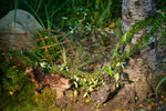 Bendable Galapagos MossVine shaped for tropical terrarium