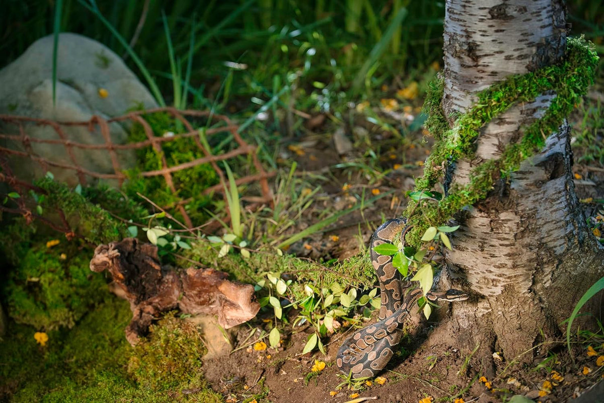 Bendable Galapagos MossVine shaped for tropical terrarium