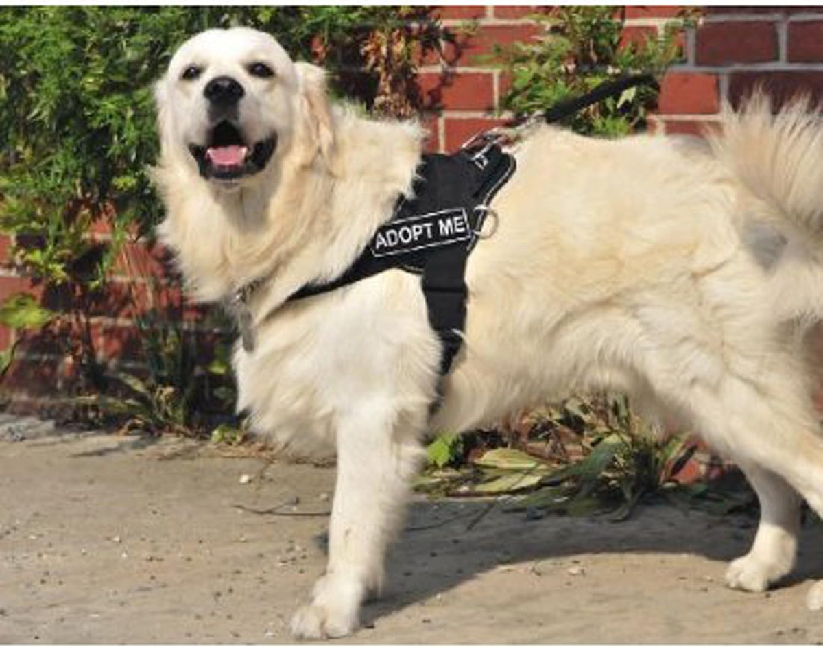 Dean And Tyler dog harness side profile with reflective trim
