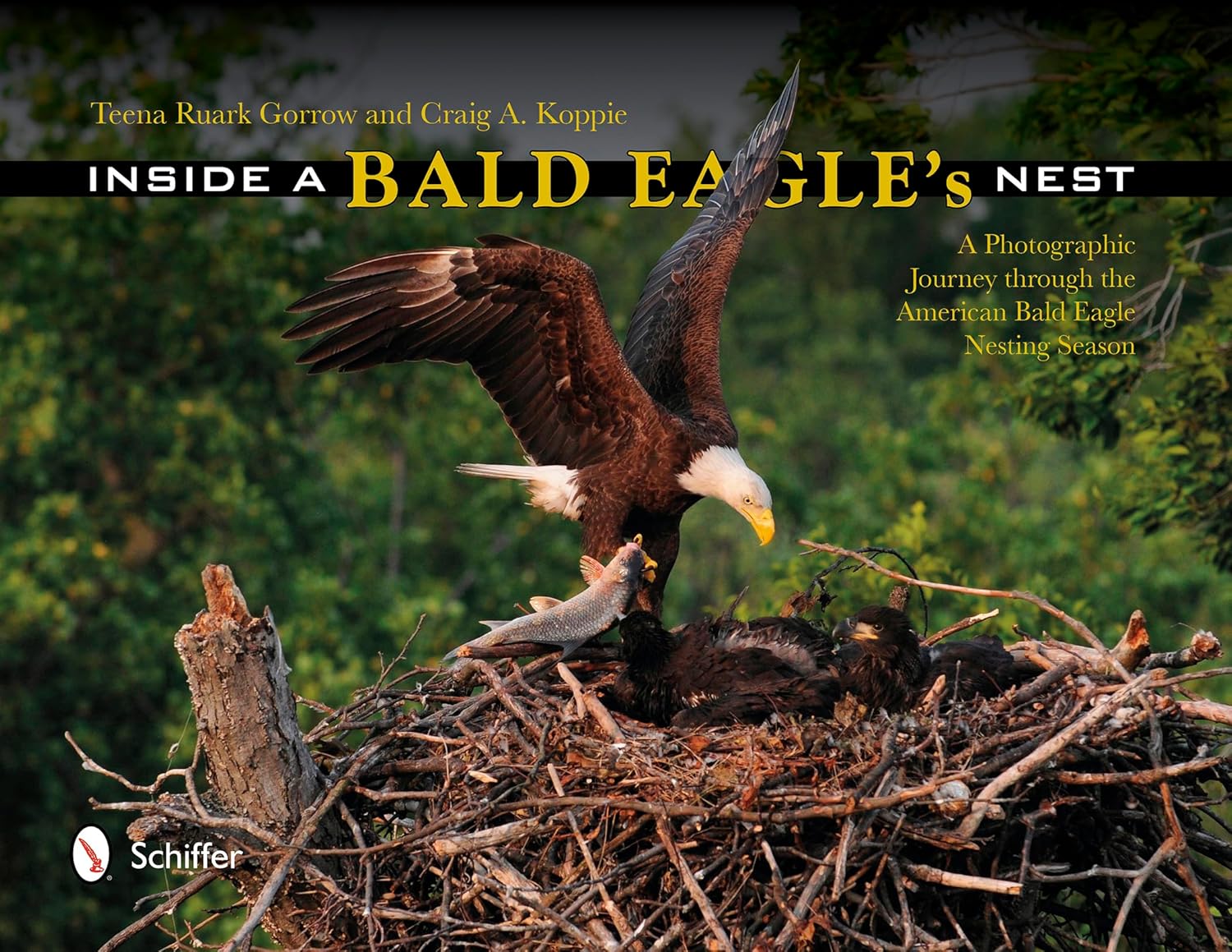 Inside a Bald Eagle's Nest: A Photographic Journey Through the American Bald Eagle Nesting Season - Image 1