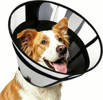 Dog with soft transparent recovery cone resting