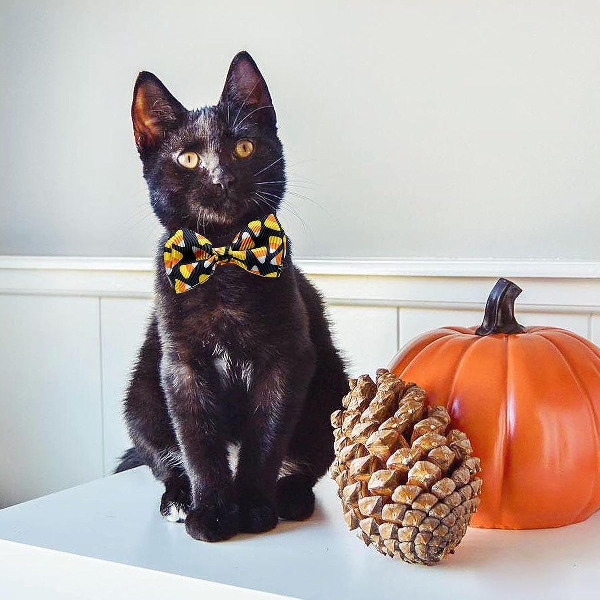 Side angle view of white pumpkin print cat collar with bell