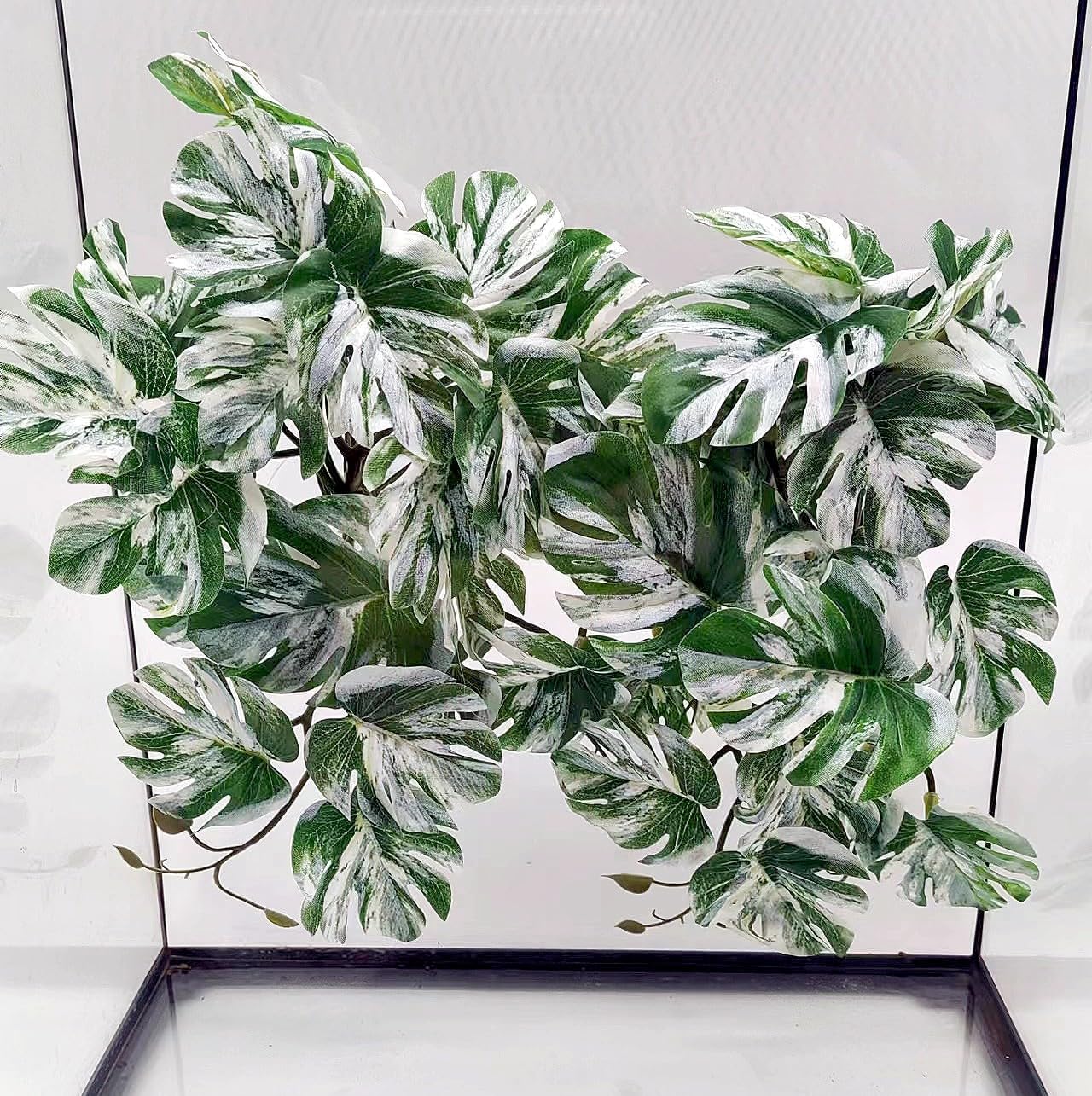 Woyrise reptile plants for terrarium front view of dual pack monstera foliage