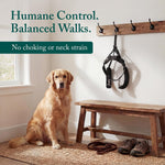 Black Sporn training halter for dogs laid flat highlighting the veterinary recommended choke free design