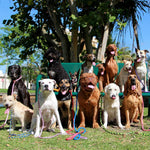 Mendota Pet durable waterproof tan rope dog lead handle construction